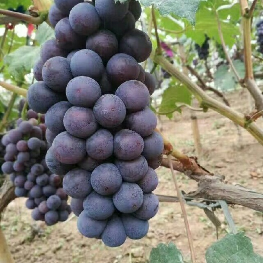 泰安巨峰葡萄苗