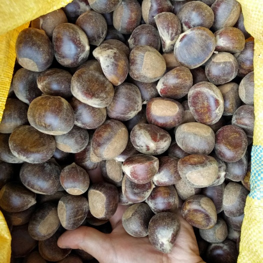 肇庆油栗 一级 特选
