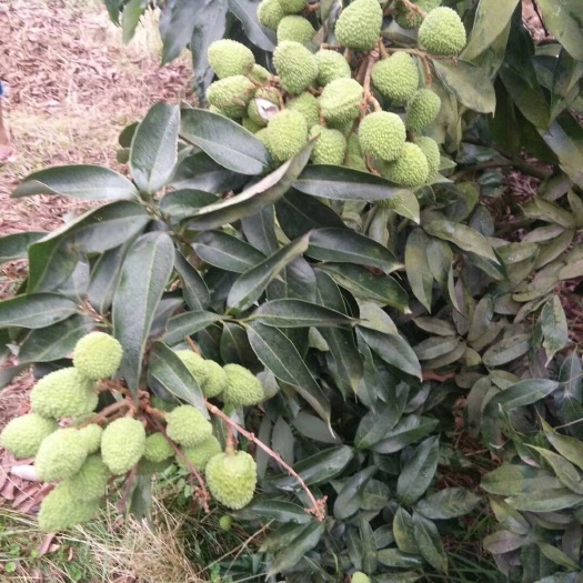合江县绛沙兰荔枝苗