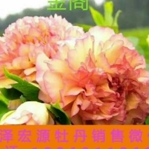 菏泽观赏牡丹 2~4cm 4~6cm 0.5米以下