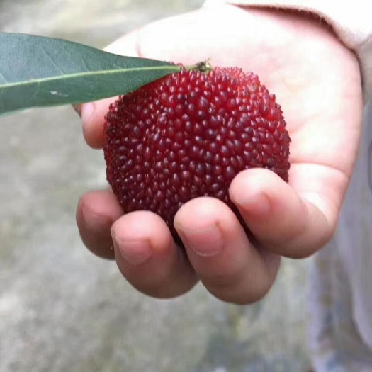 靖州县东槐杨梅苗