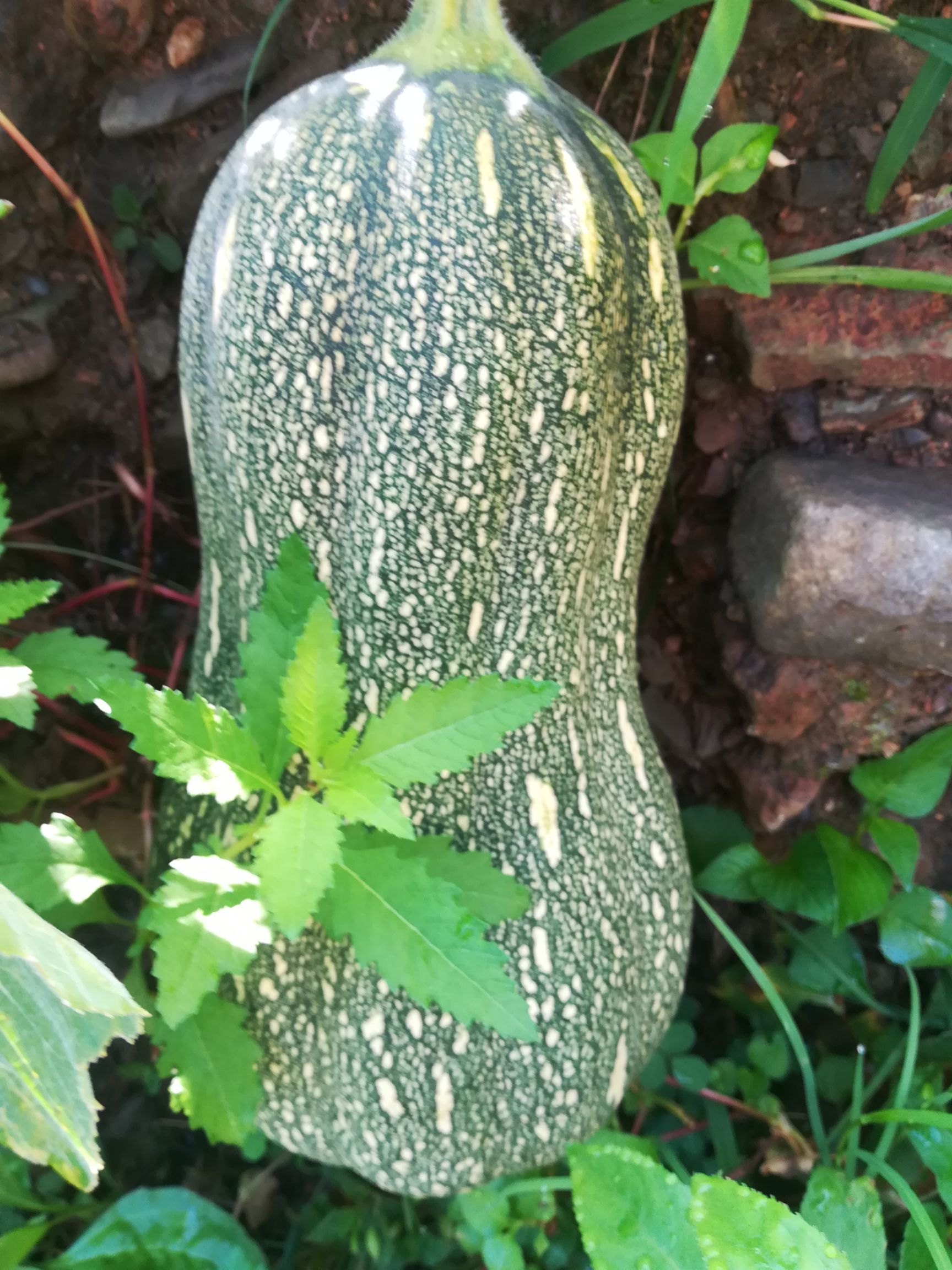 牛腿南瓜 4~6斤 长条形