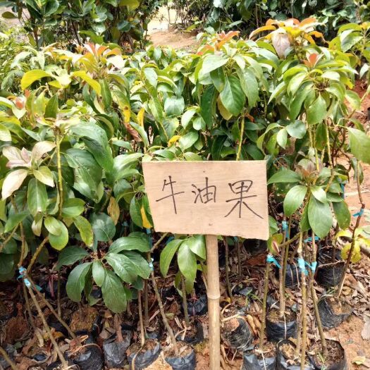 灵山县牛油果苗 0.5~1米