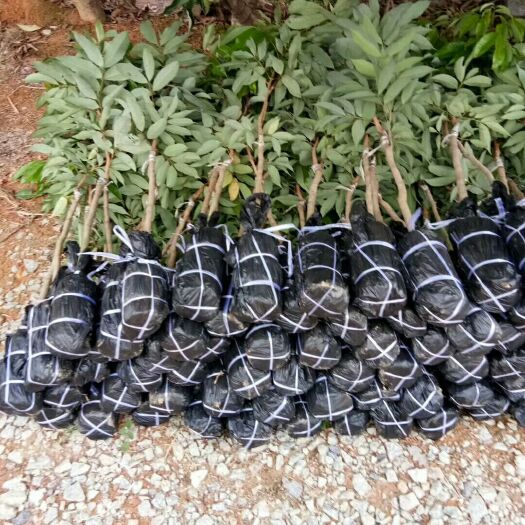 灵山县妃子笑荔枝苗