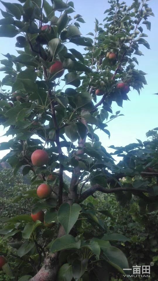 大南果梨 3-6g 70mm以上