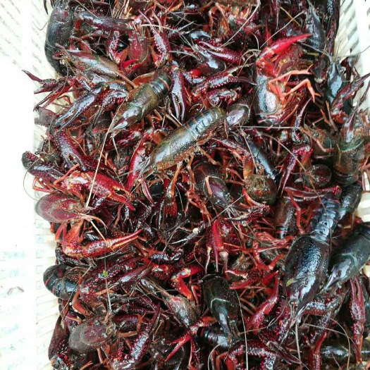 青虾苗  中国龙虾