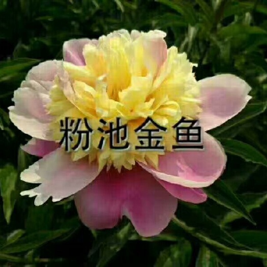 菏泽观赏牡丹 2cm以下 4~6cm 0.5米以下