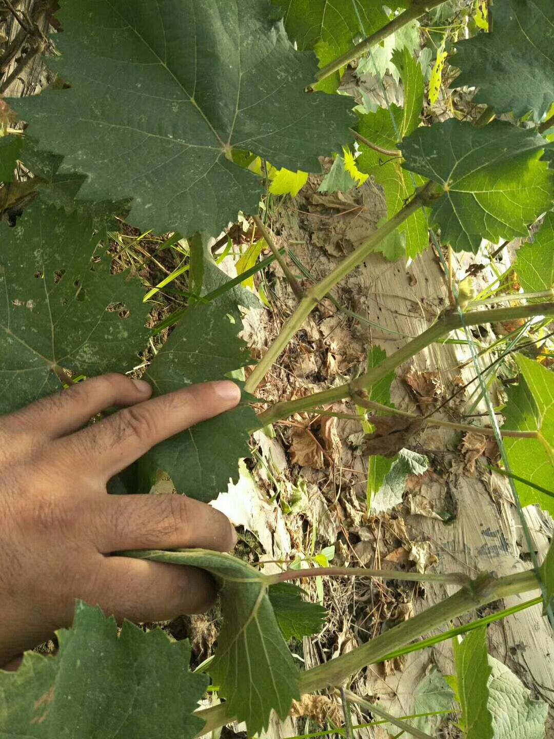 巨峰葡萄苗
