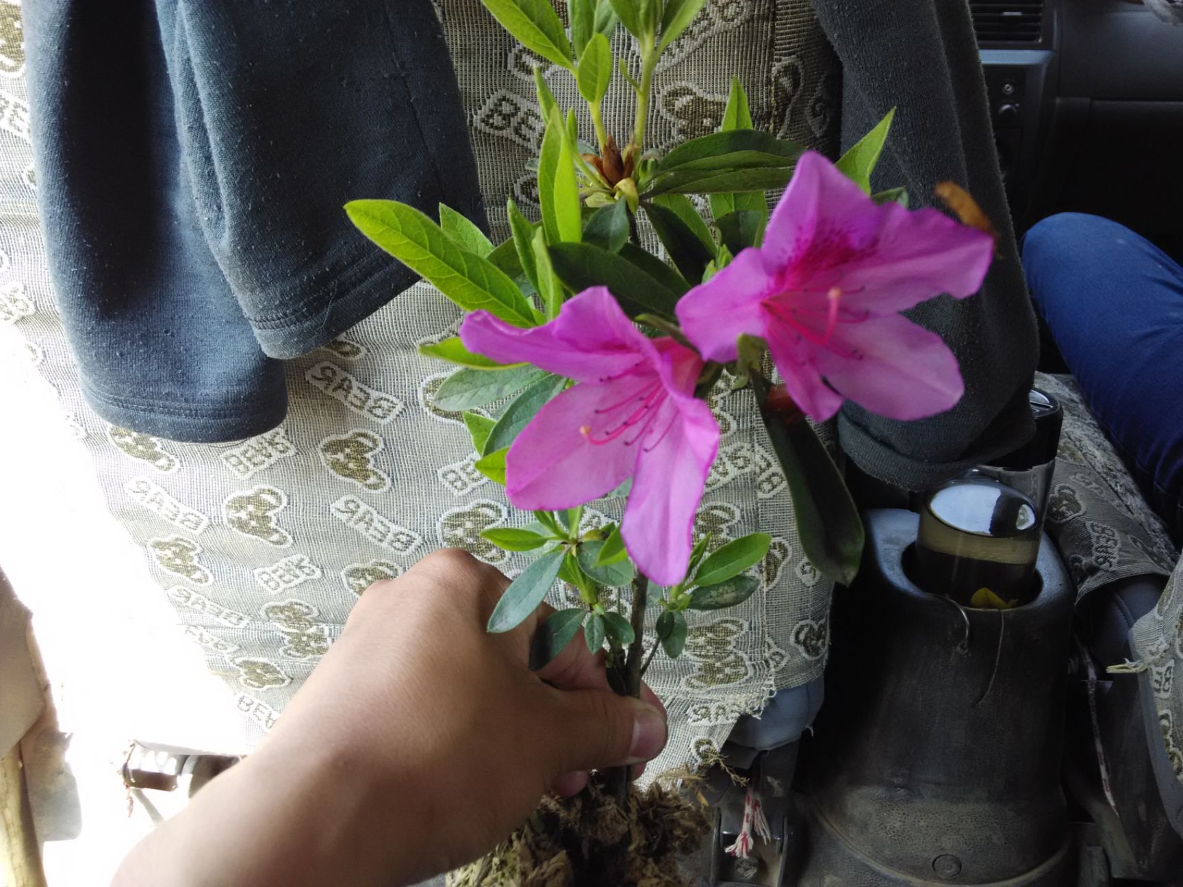  杜鹃苗