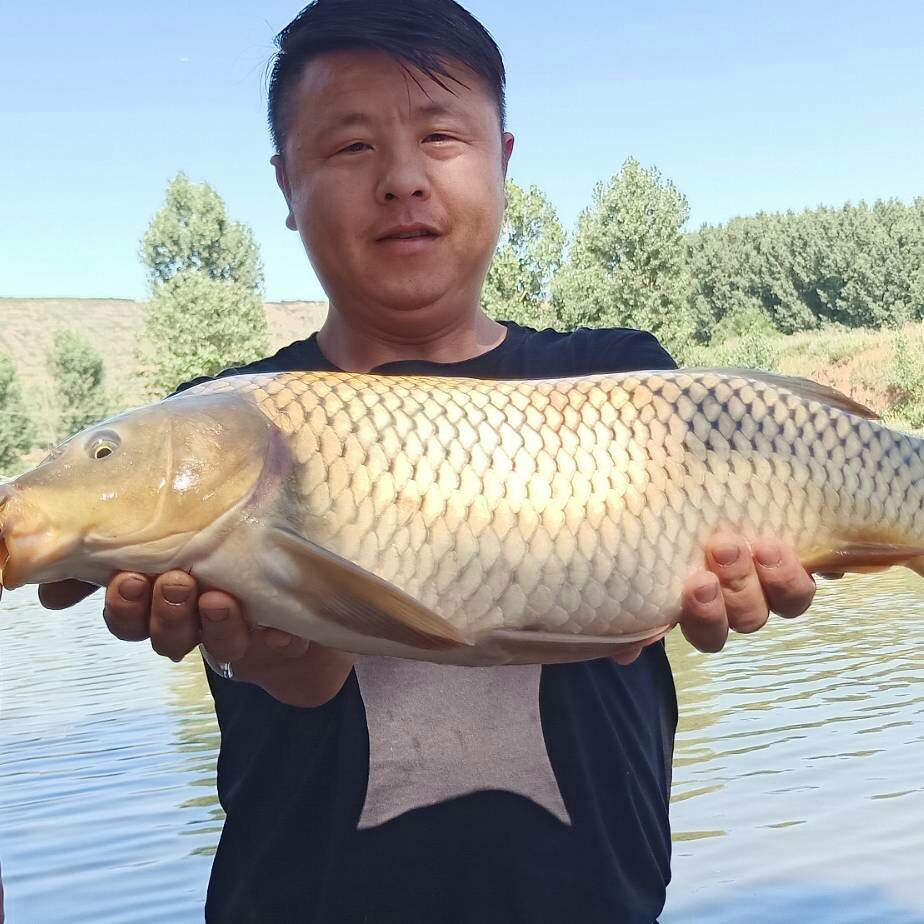 网箱鲤鱼 人工养殖 1-1.5公斤 