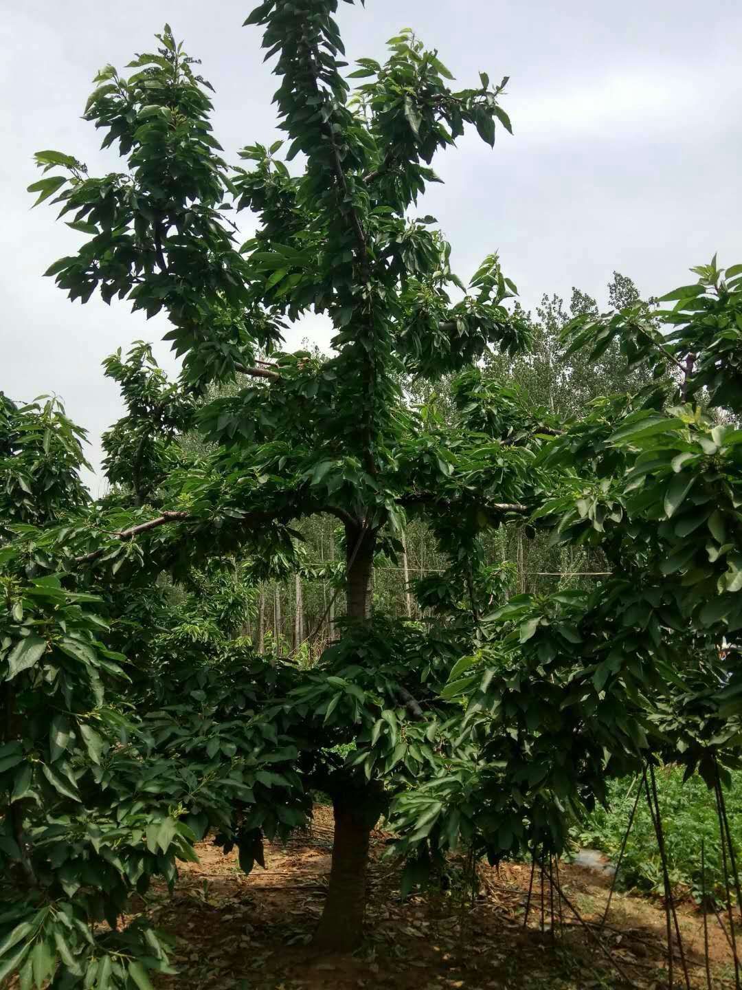 吉塞拉樱桃苗 