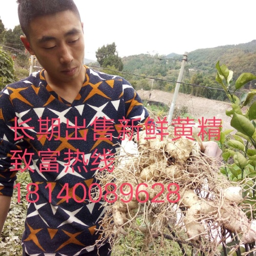 金堂县黄精