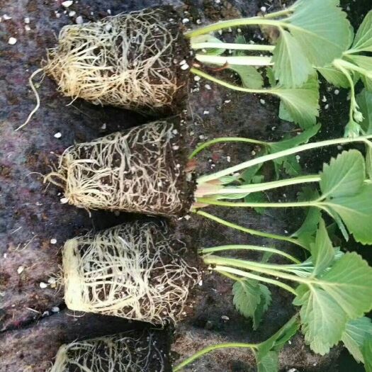 泰安妙香草莓苗 地栽苗 10~20公分