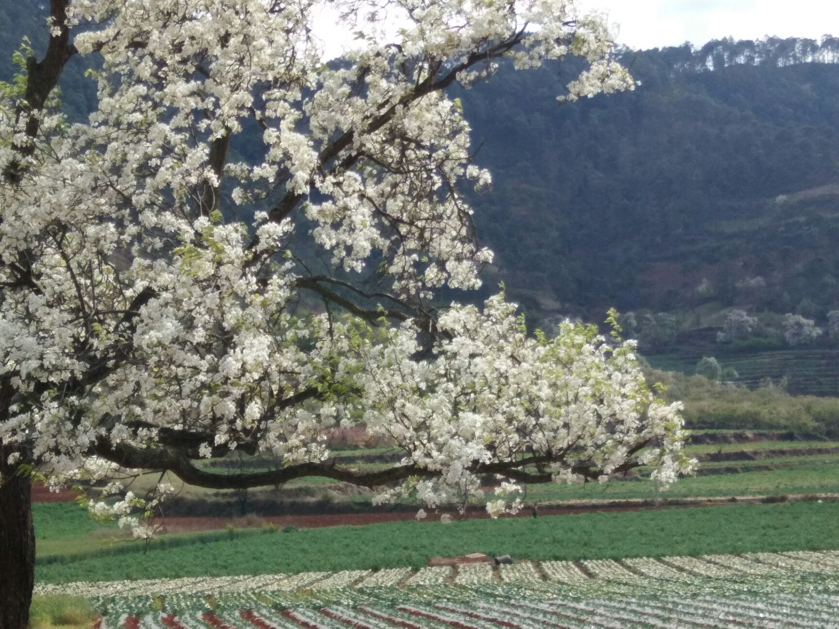  2019年新红薯上市啦