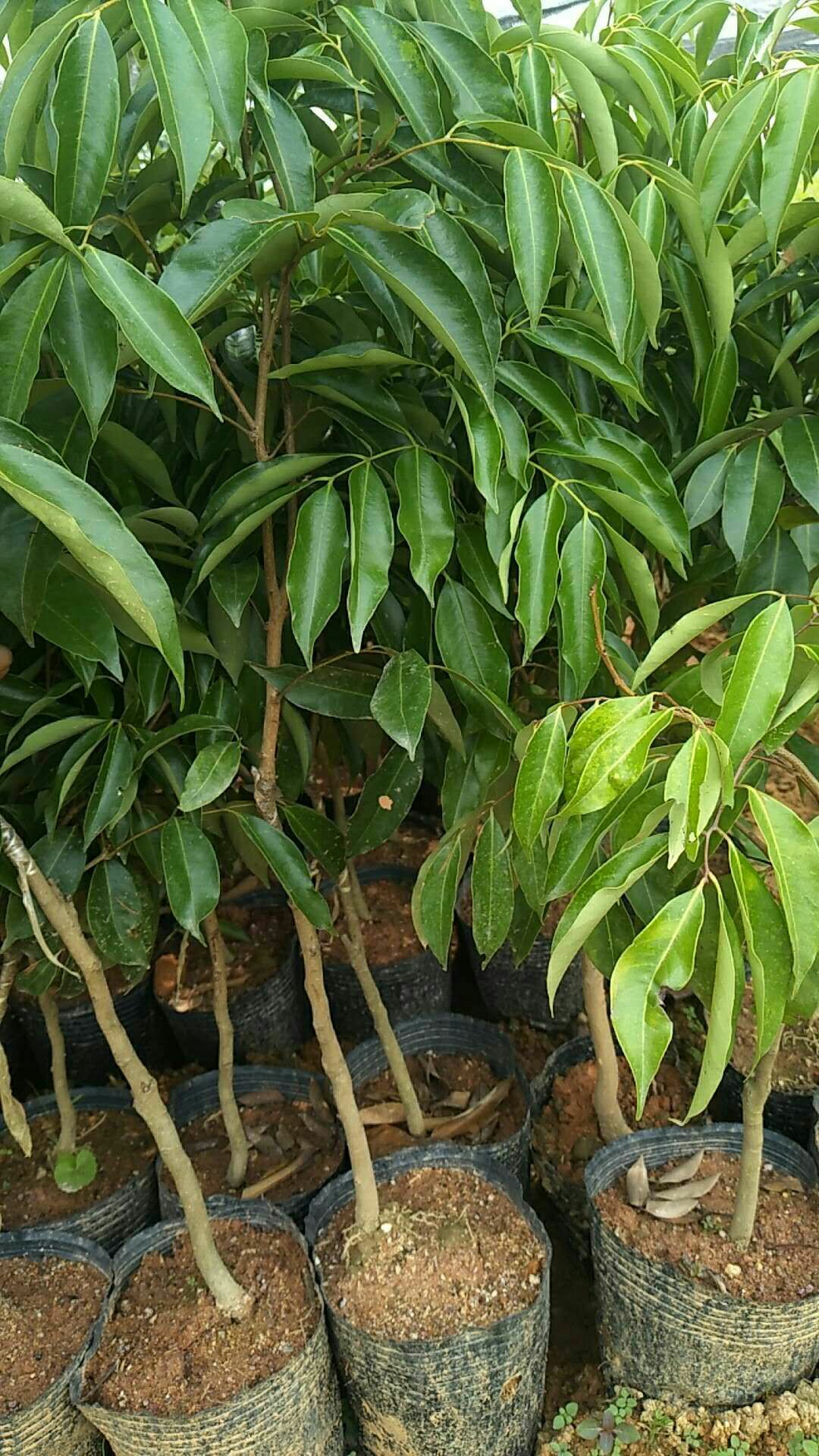  无核荔枝苗，妃子笑荔枝苗，桂味荔枝苗，正品嫁接苗。