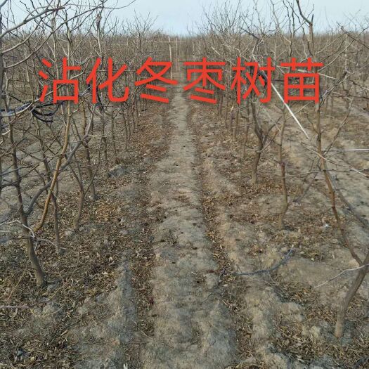 滨州沾化冬枣苗 