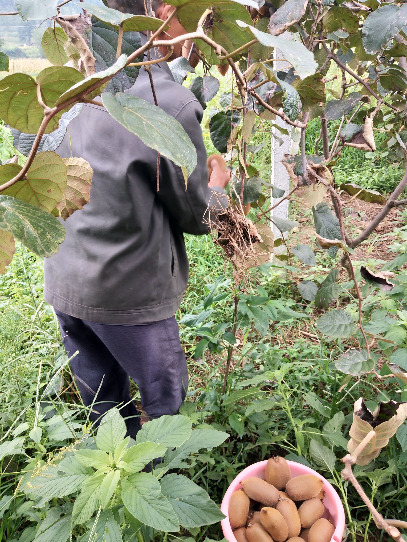 米良1号猕猴桃 120克以上