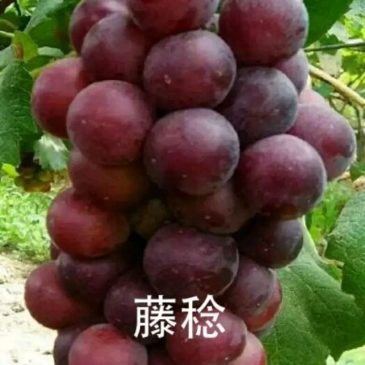 兴城市藤稔葡萄苗
