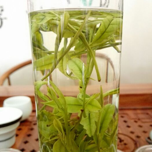 济南优质安吉白茶  一芽一叶  颗颗鲜嫩