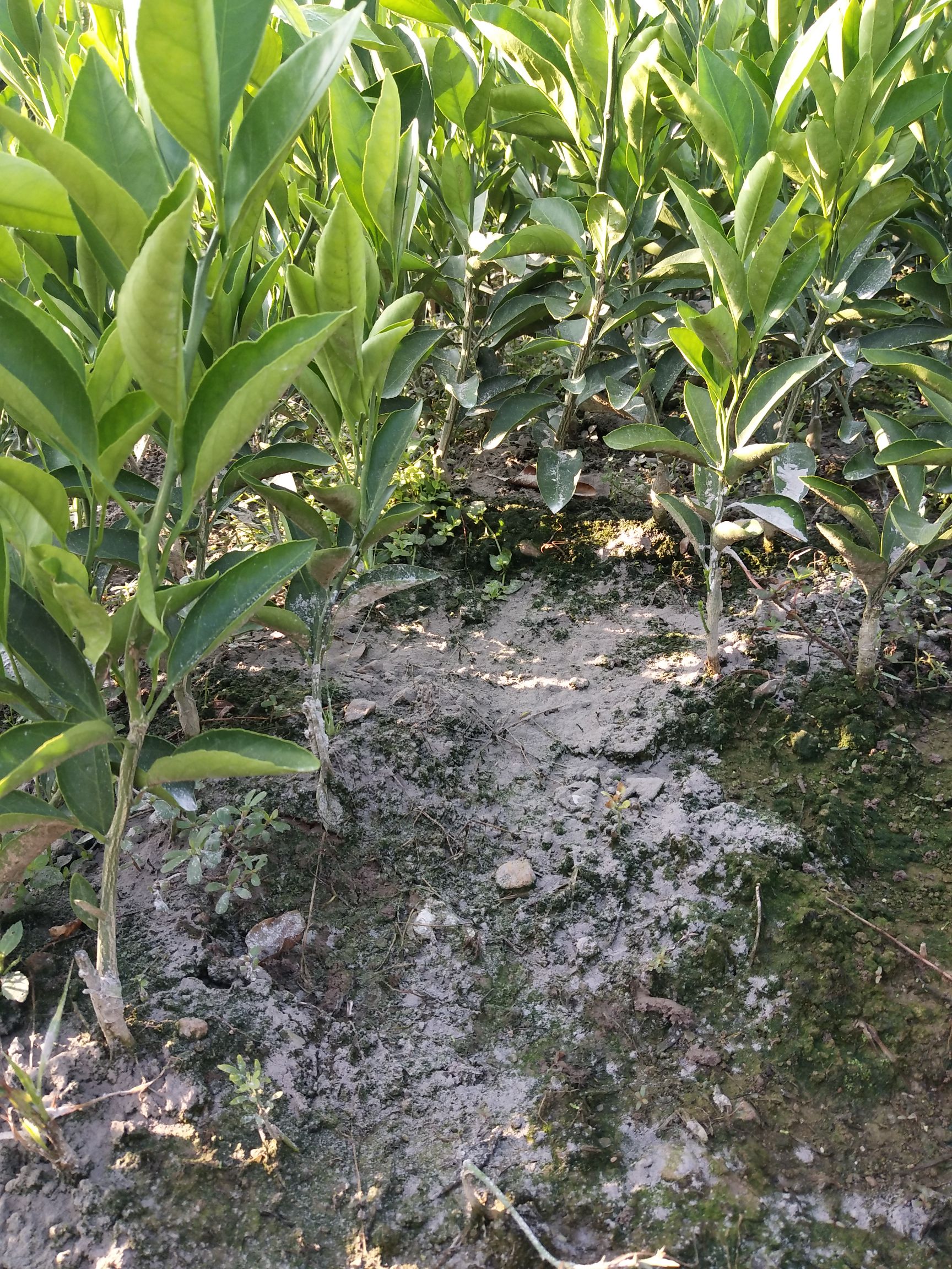 特早熟由良蜜桔苗 嫁接苗 0.5~1米
