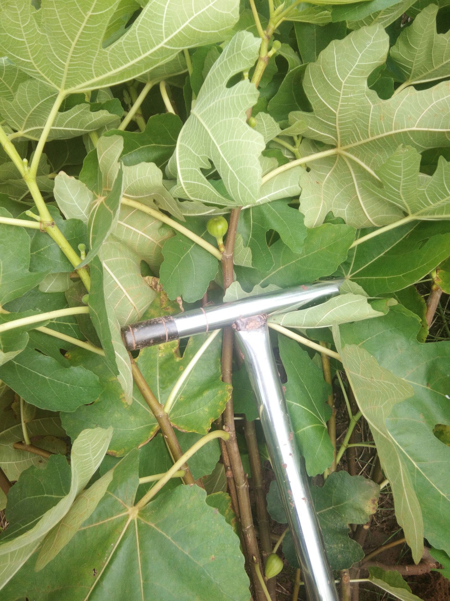 金堂县玛斯义陶芬苗