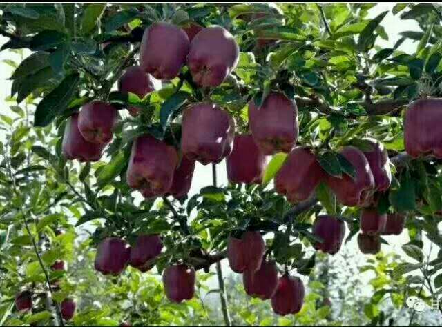 红蛇果 200-300克