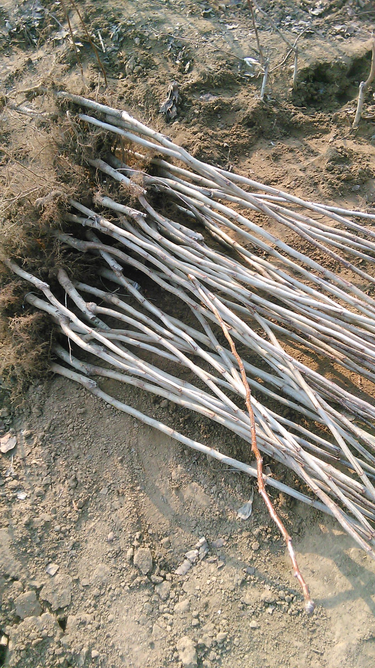 大金星山楂树苗