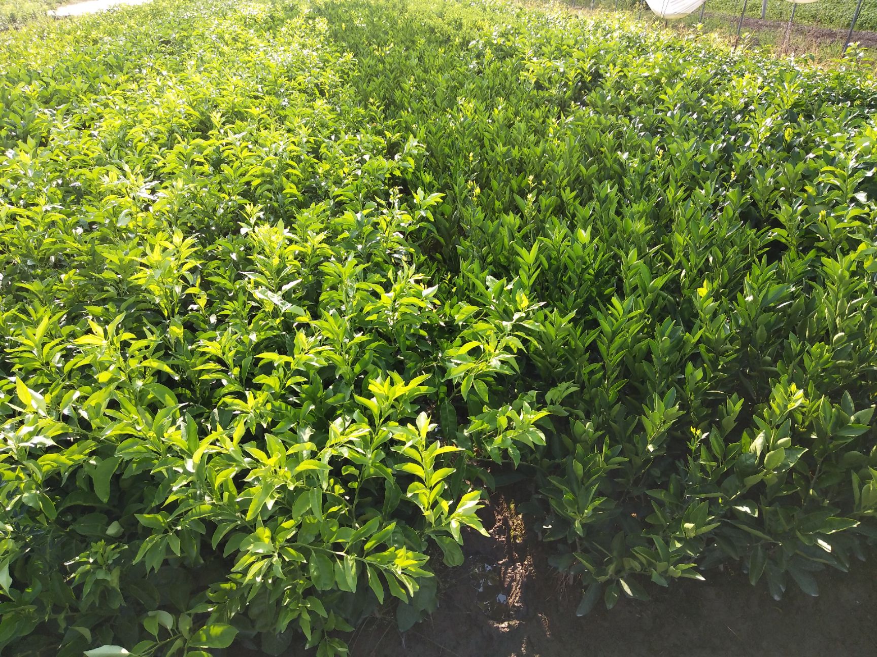 特早熟由良蜜桔苗 嫁接苗 0.5~1米