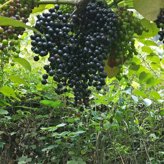 深圳山野葡萄苗
