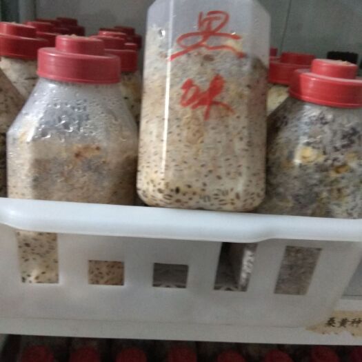三门峡羊肚菌菌种