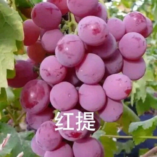 兴城市红提苗