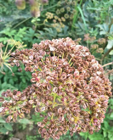 羌活种子 多少钱一斤？产地批发价格