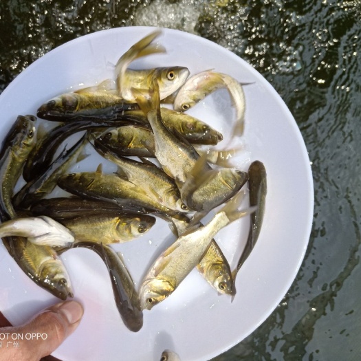 广州雄鱼苗 花鲢 优质花莲鱼苗大量供应全国空运