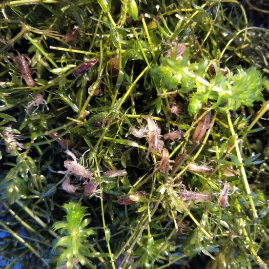 广州澳洲淡水小龙虾苗