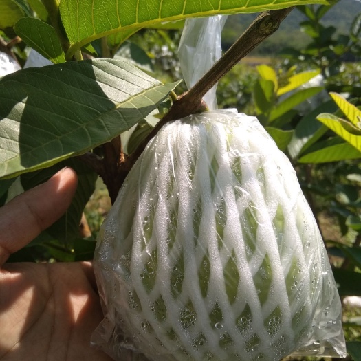 广州红心芭乐 200-250克