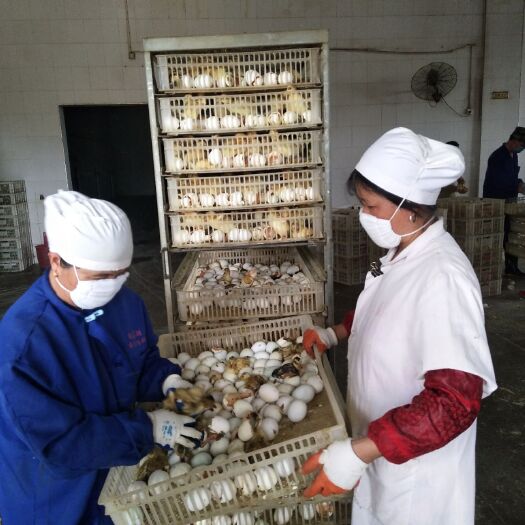 万载县珍珠鸡苗 