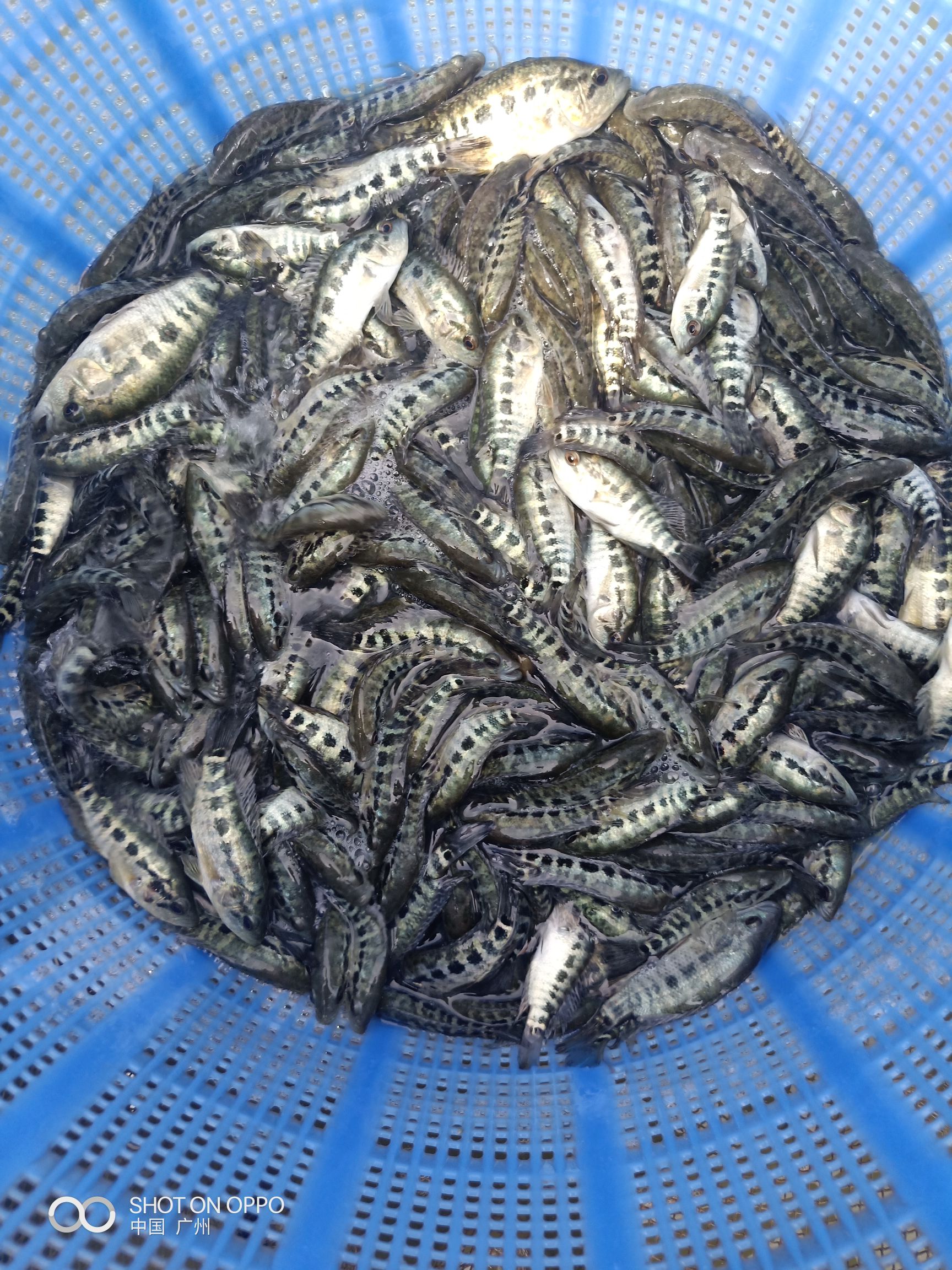 淡水石斑 0.5公斤以下 人工养殖