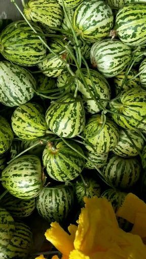 花蕾甜瓜 0.5斤以上 