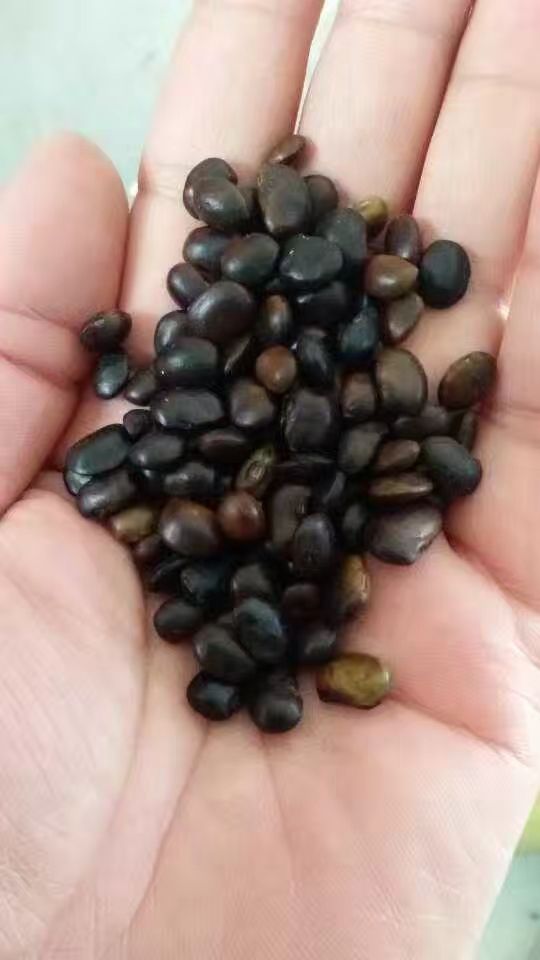 国槐种子 笨槐种子 双季槐 速生槐 黄花槐种子