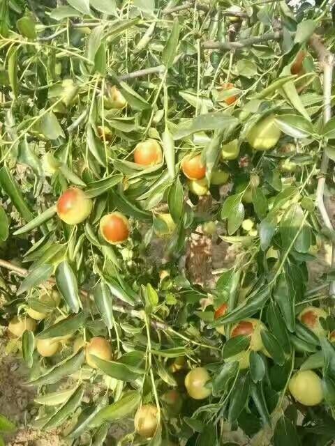 泰安冬枣树苗 