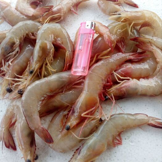 阳江剑虾 