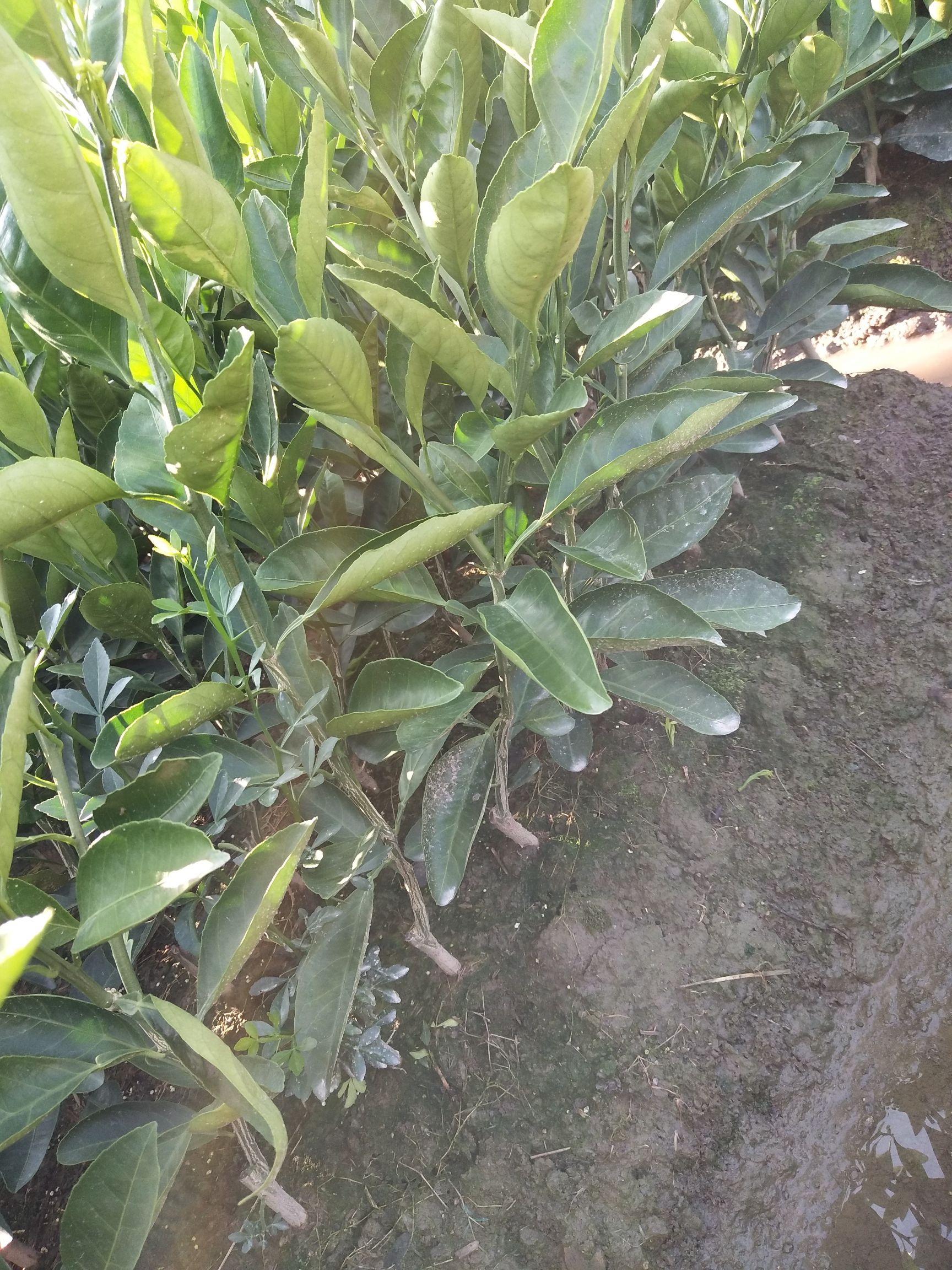 特早熟由良蜜桔苗 嫁接苗 0.5~1米