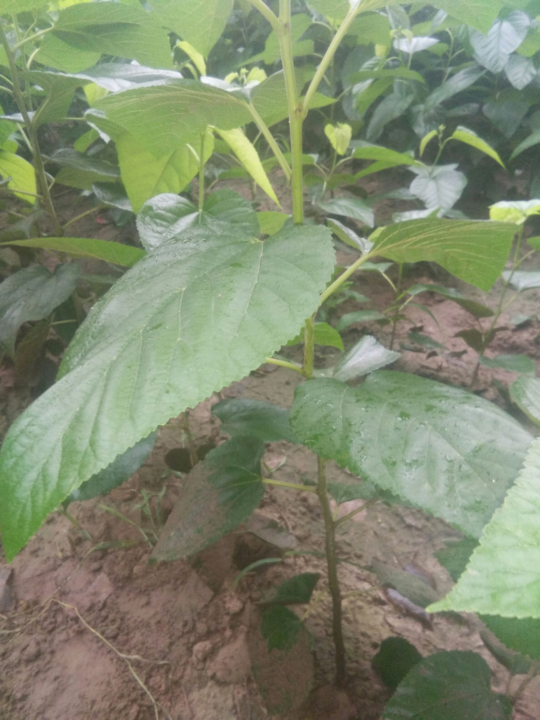 桑树苗 嫁接苗 裸根苗