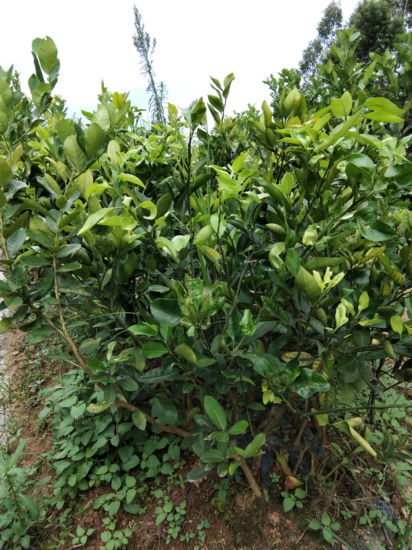 葡萄柚苗