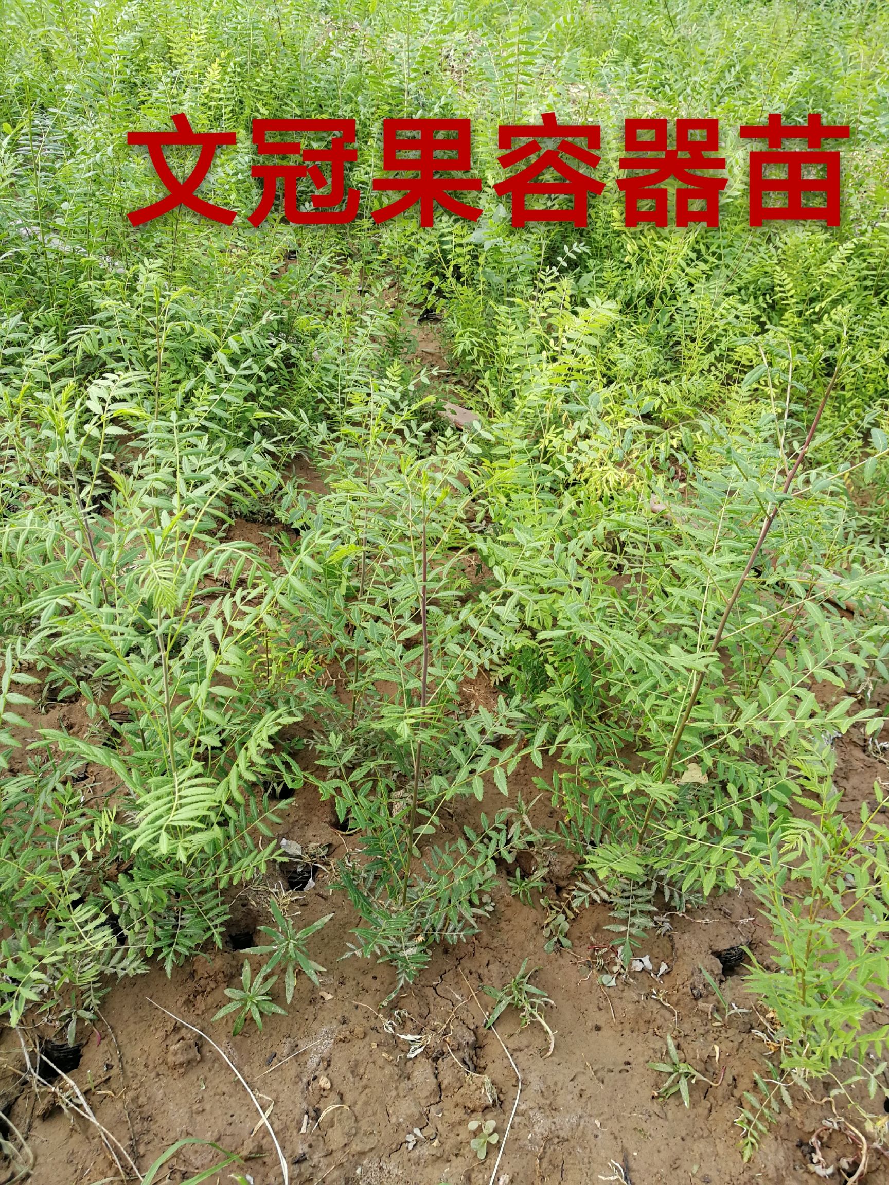 文冠果树苗 文冠果容器苗