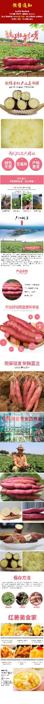 秦薯五号板栗薯 超甜无丝