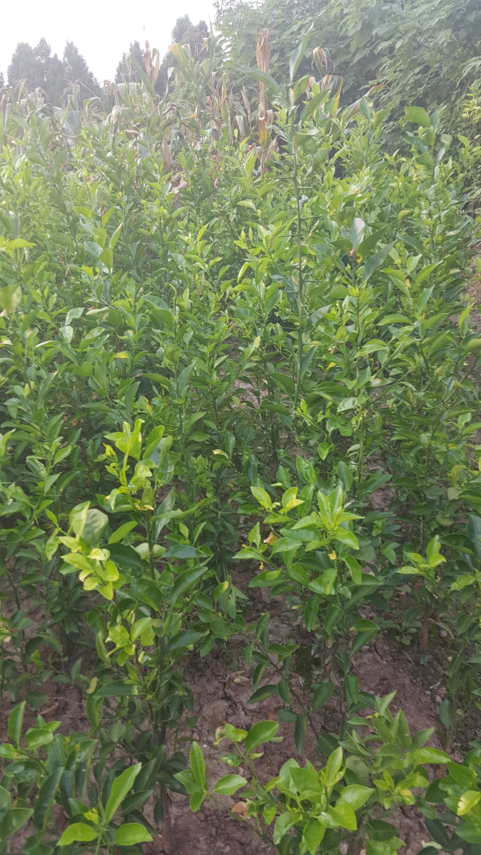 红桔苗 移栽苗 1~1.5米