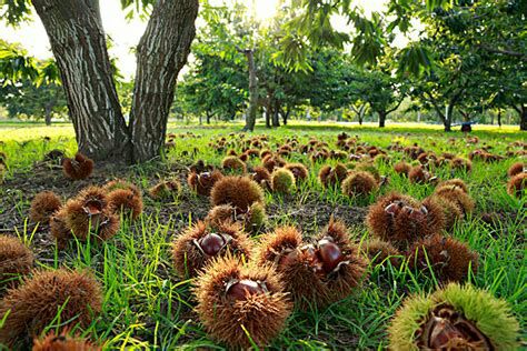 云南板栗 特级 中粒