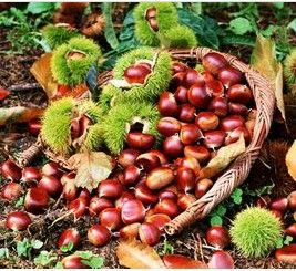 云南板栗 特级 中粒