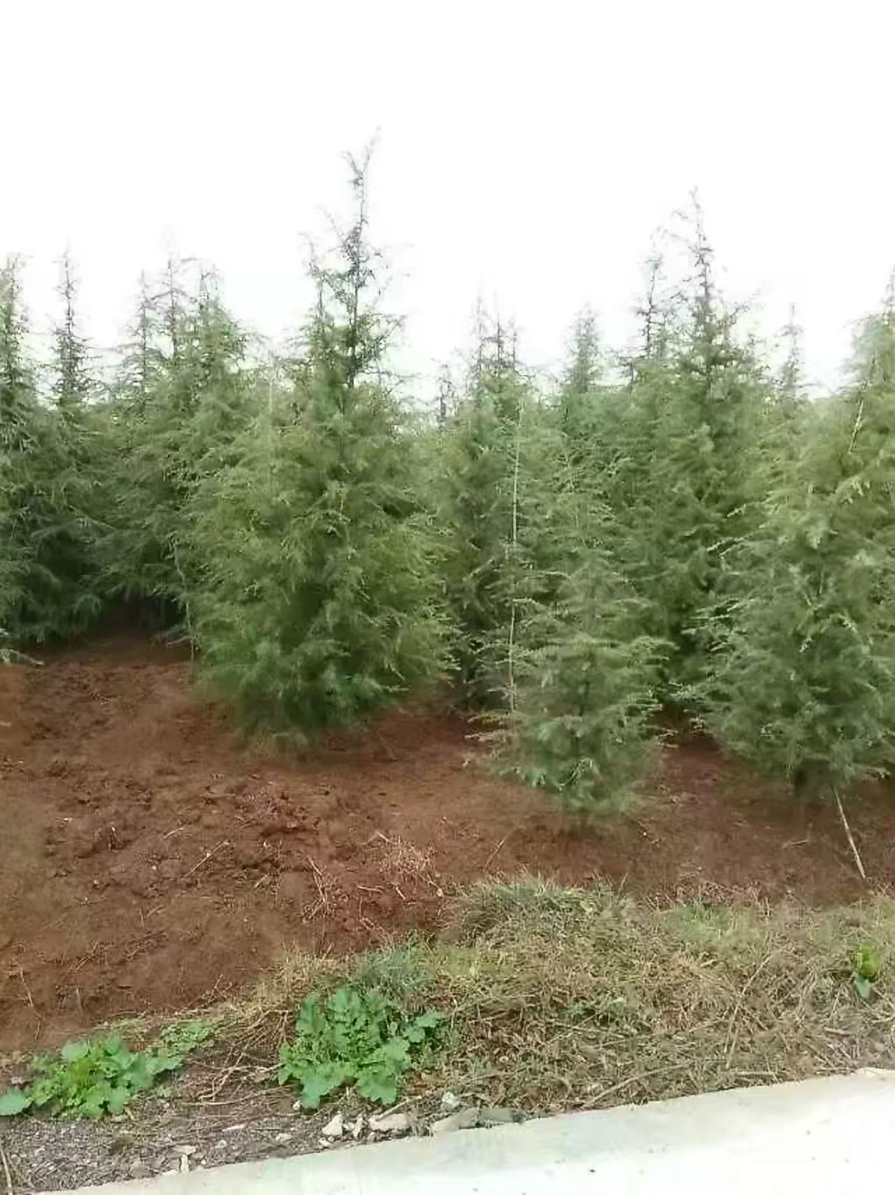 普通雪松  3米以上雪松大量供应